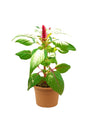 Blossamina Impatiens Balsamina outdoor annual flowering plant with vibrant colorful blooms – Buy online at Plantsworld.ae