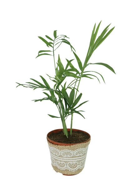 Bamboo Palm -In Lace Wrapped Nursery Pot