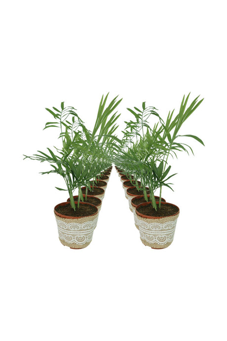 Bamboo Palm -In Lace Wrapped Nursery Pot