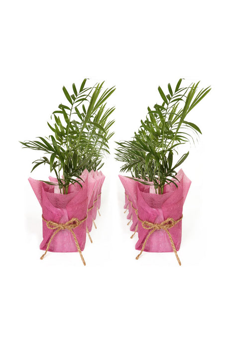 Bamboo Palm - In Pink Wrapped Ceramic Pot