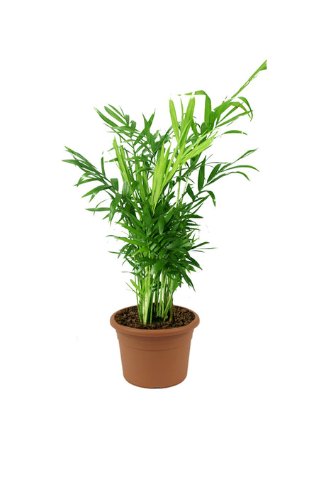 BambooPalm in nursery pot