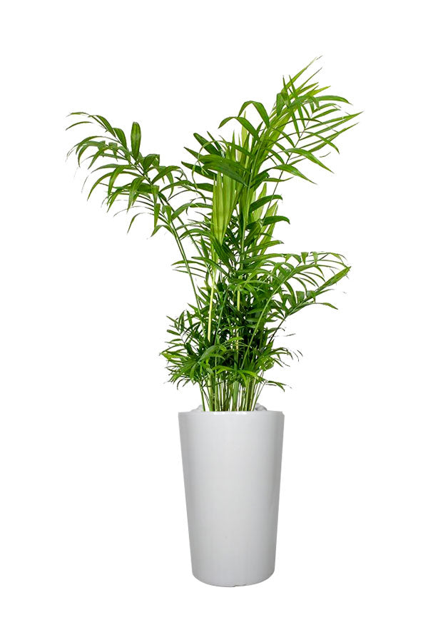 Bambuspalme – Chamaedorea Elegans – hohe Büropflanze
