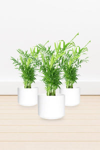 Bamboo Palm Indoor Plant Set With White Ceramic Pot - Bamboo Palm Indoor Plant Set With White Ceramic Pot - Plantsworld.ae