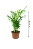 Bamboo Palm - Chamaedorea Elegans - Indoor Palm Plant