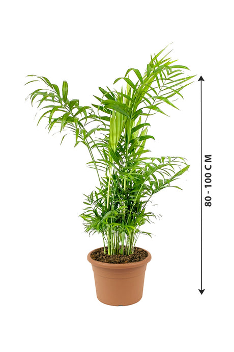 BambooPalm in nursery pot - 80-100 cm