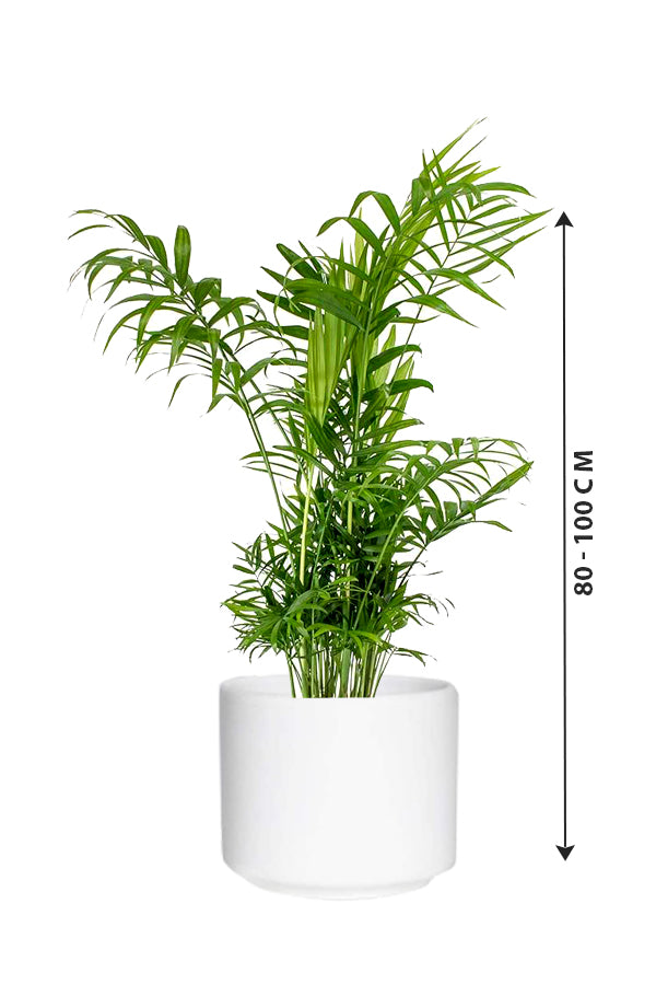BambooPalm in ceramic pot -80-100 cm