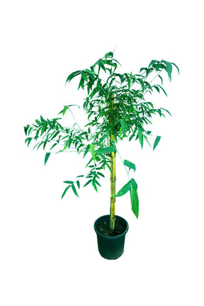Bamboo Tree Bambusa Vulgaris – Indoor and Outdoor Bamboo Plant – Buy Online at Plantsworld.ae