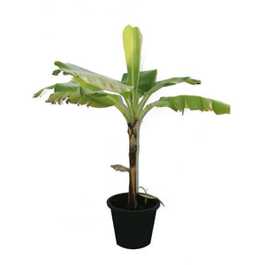 Banana- Musa Acuminata - Banana- Musa Acuminata - Plantsworld.ae