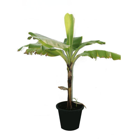 Banana- Musa Acuminata - Banana- Musa Acuminata - Plantsworld.ae