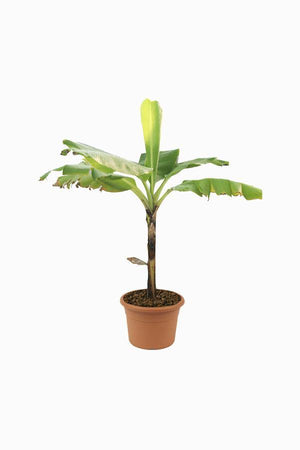 Banana- Musa Acuminata - Banana- Musa Acuminata - Plantsworld.ae