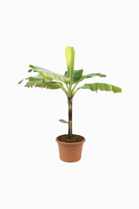 Banana- Musa Acuminata - Banana- Musa Acuminata - Plantsworld.ae