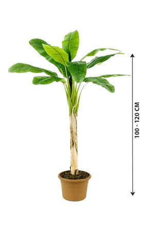 Banana- Musa Acuminata - Banana- Musa Acuminata - Plantsworld.ae