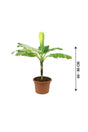 Banana- Musa Acuminata - Banana- Musa Acuminata - Plantsworld.ae