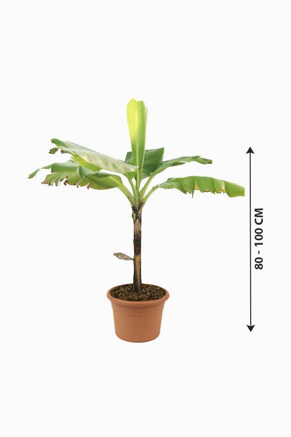 Banana- Musa Acuminata - Banana- Musa Acuminata - Plantsworld.ae