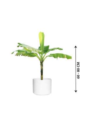 Banana- Musa Acuminata - Banana- Musa Acuminata - Plantsworld.ae