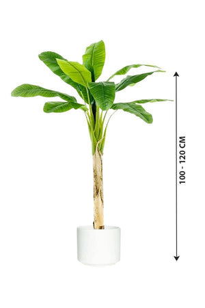 Banana- Musa Acuminata - Banana- Musa Acuminata - Plantsworld.ae