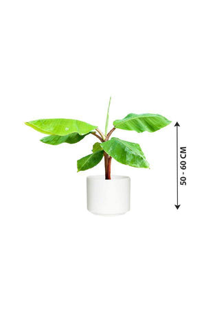 Banana- Musa Acuminata - Banana- Musa Acuminata - Plantsworld.ae