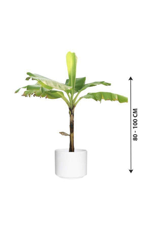 Banana- Musa Acuminata - Banana- Musa Acuminata - Plantsworld.ae