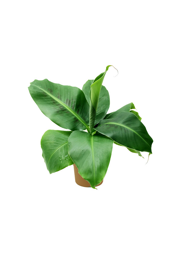 Kleine Bananenblattpflanze - Zimmerpflanze