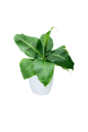 Banana Leaf Small Plant in a White Ceramic pot, perfect for indoor spaces, available at Plantsworld.ae