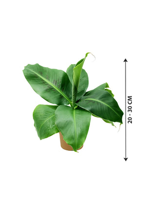 Banana Leaf Small Plant - Indoor Plant