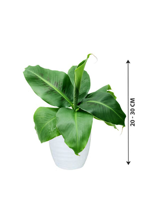 Banana Leaf Small Plant - Indoor Plant
