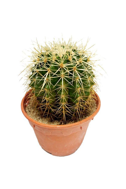 Barrel Cactus - Echinocactus Grusoni-Cactus Plant - Barrel Cactus - Echinocactus Grusoni-Cactus Plant - Plantsworld.ae