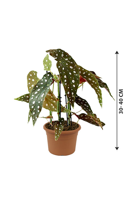 Begonia Maculata – Polka Dot Begonia