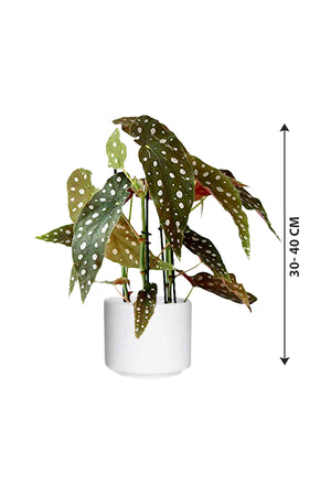 Begonia Maculata - Polka Dot Begonia