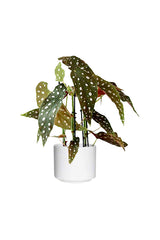 Begonia Maculata – Polka Dot Begonia