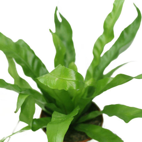 Birds Nest Fern - Asplenium Antiquum - Birds Nest Fern - Asplenium Antiquum - Plantsworld.ae