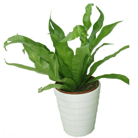 Birds Nest Fern - Asplenium Antiquum - Birds Nest Fern - Asplenium Antiquum - Plantsworld.ae