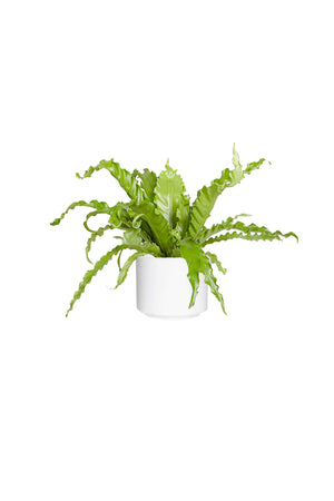 Birds Nest Fern – Asplenium Antiquum Evergreen Indoor Plant UAE