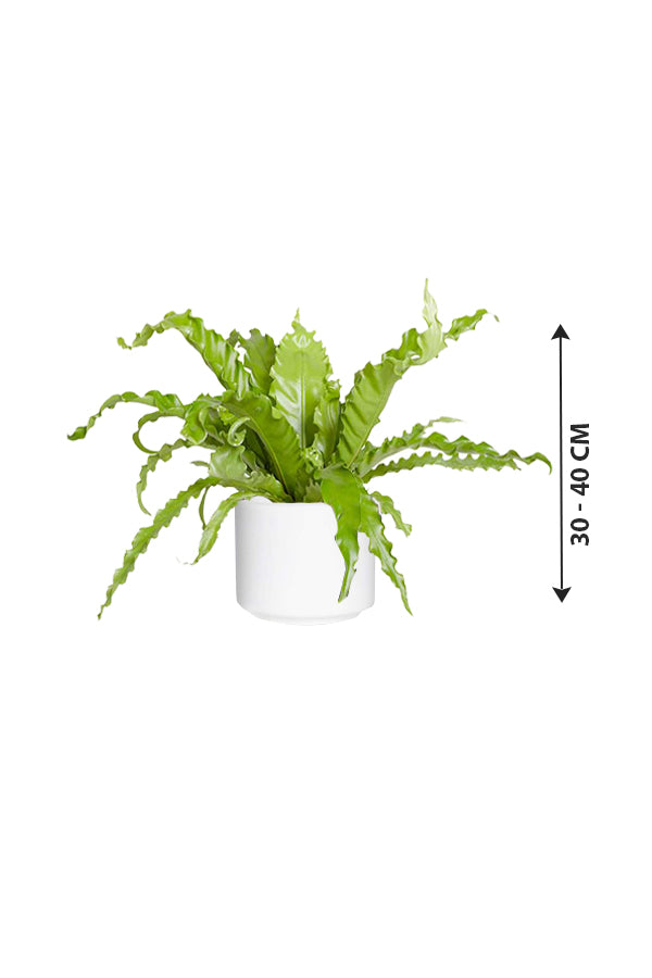 Birds Nest Fern - Asplenium Antiquum- Evergreen Fern Plant
