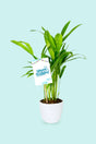 Areca Palm Small with Birthday Card