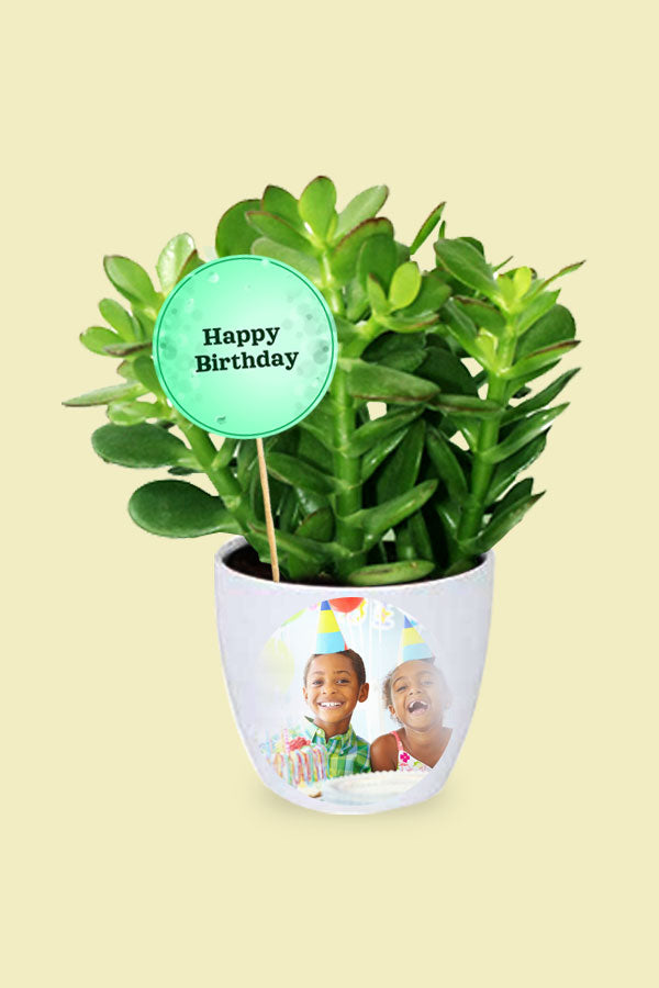 Birthday Gift Plant- Crassula Ovata -Dollar Plant