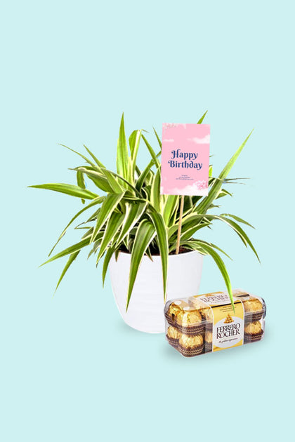 Birthday Gift Plant-Spider Plant-Chlorophytum