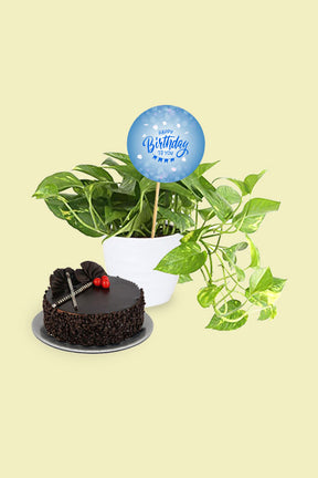 Golden pathos with chocolate cake