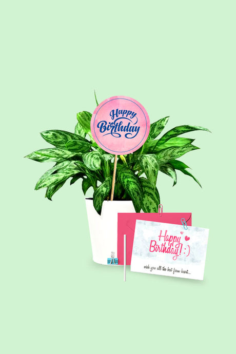 Aglaonema plant with Birthday Card