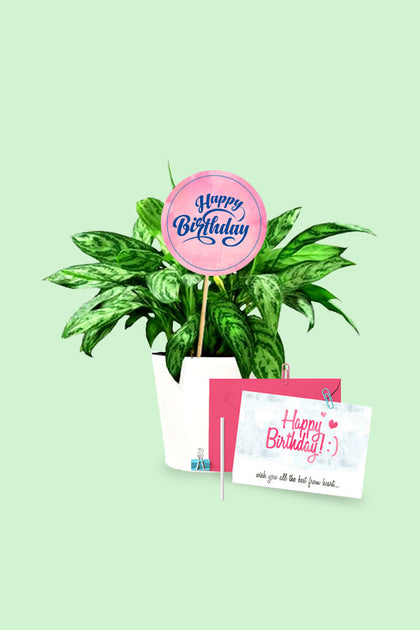Birthday Gift Plant - Aglaonema Maria - Chinese Evergreen