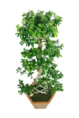 Bonsai indoor plant grill shape 100–120 cm for home and office decor
