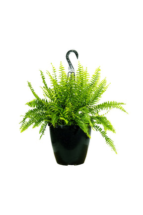 Boston Fern (Nephrolepis Exaltata) indoor hanging plant with lush, green foliage, available at Plantsworld.ae