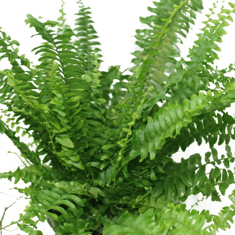 Boston Fern - Nephrolepis exaltata-Fern Plant - Boston Fern - Nephrolepis exaltata-Fern Plant - Plantsworld.ae