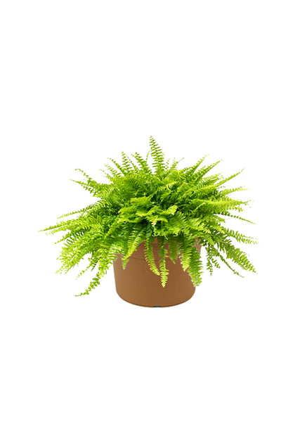Boston Fern - Nephrolepis Exaltata