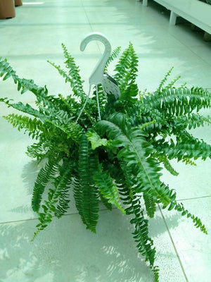 Boston Fern - Hanging - Boston Fern - Hanging - Plantsworld.ae