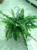 Boston Fern - Hanging - Boston Fern - Hanging - Plantsworld.ae