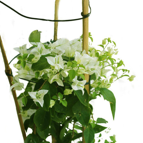 Bougainvillea-Paper Flower Plant - Plantsworld.ae - {{ varient.name }}