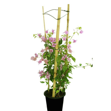 Bougainvillea-Paper Flower Plant - Plantsworld.ae - {{ varient.name }}