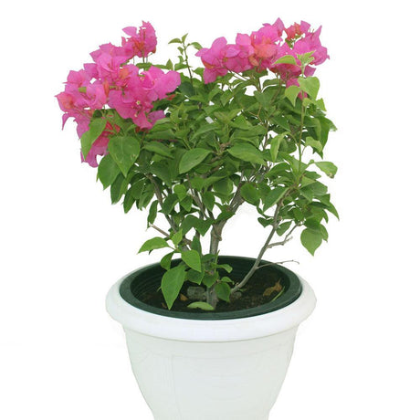 Bougainvillea-Paper Flower Plant - Plantsworld.ae - {{ varient.name }}