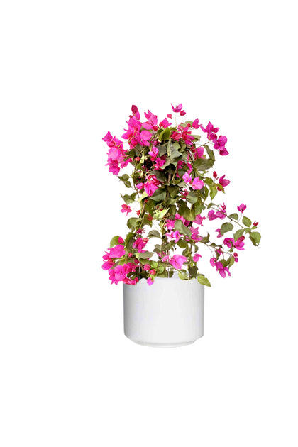 Bougainvillea - Paper Flower Plant